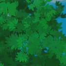 /attachments/creativity/oblique-strategies/drawing-fire-tree-sunny-sky_hu17817899114169459527.webp /attachments/creativity/oblique-strategies/drawing-fire-tree-sunny-sky_hu17817899114169459527.webp