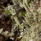 /attachments/dnd/s04e04-the-lichen/ladder-lichen_hu_e194ec4d84c50db4.webp