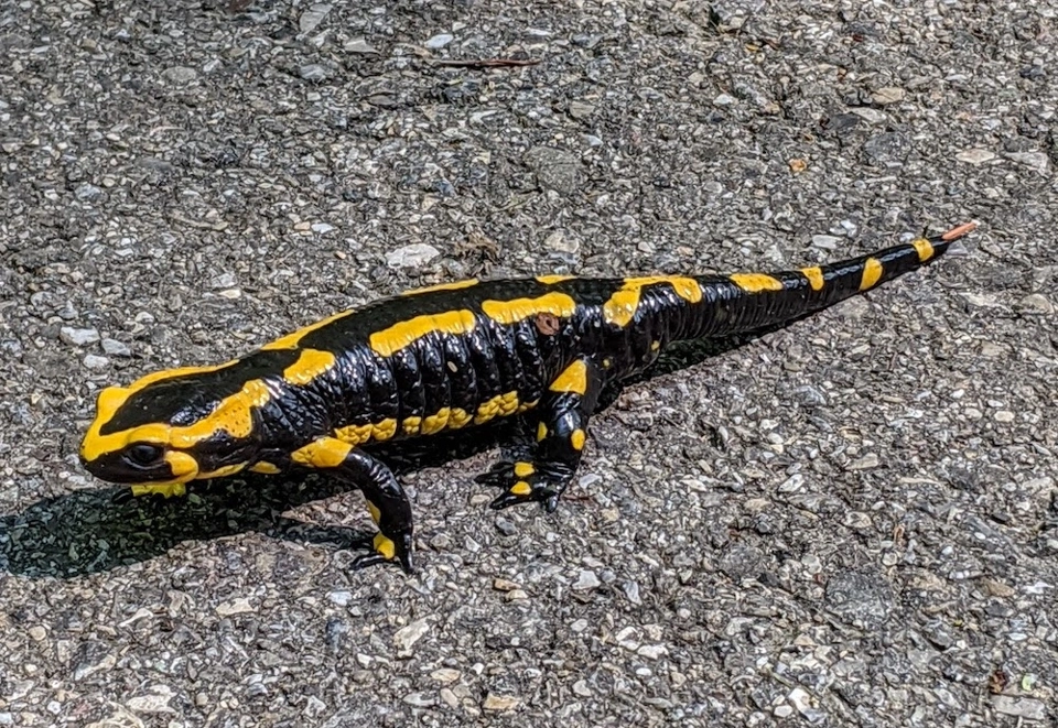 A fire salamander, with the tail tip missing.