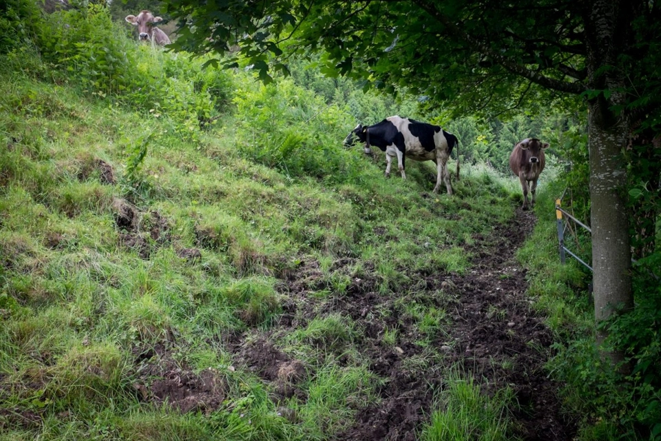 The culprits of the chocolate cake like trail. To be fair they let us pass when we reached their point.