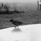 /attachments/literary/wind/sparrow-on-outdoors-table-edge-bw_hu6867433877565071130.webp /attachments/literary/wind/sparrow-on-outdoors-table-edge-bw_hu6867433877565071130.webp