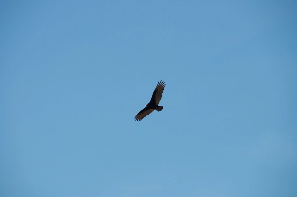 bird-of-prey-flying.webp