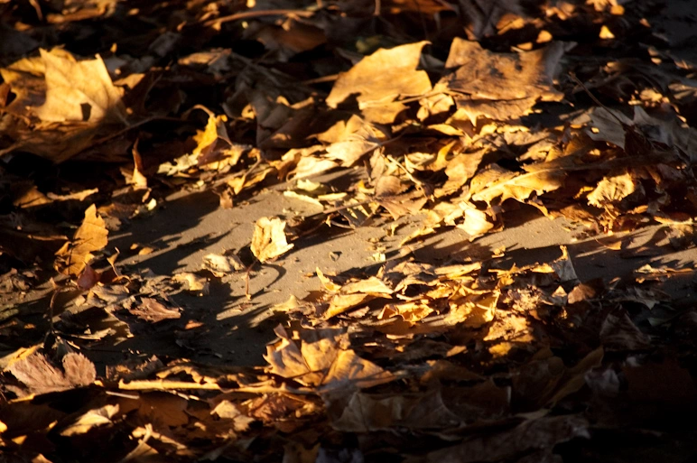 Tras una última partida de damas chinas que acabó porque ya no había luz para ver las fichas nos volvimos en coche a Urbana-Champaign.
