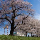 /attachments/trips/cerezos-en-flor-en-shibata-hanami/hilera-cerezos-en-flor-shibata-hanami_hu_5c67c147c658f630.webp