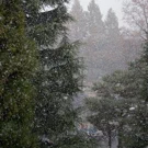 /attachments/trips/invierno-en-sendai/tormenta-de-nieve-en-kawauchi_hu_9de3a019684d37d2.webp