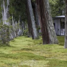 /attachments/trips/matsushima/matsushima-forest_hu_69b16607253b7d68.webp