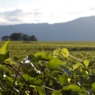 /attachments/trips/mi-escondite-suizo/campos-cultivo-cerca-del-cern-1_hu_1b029c14589a69c6.webp