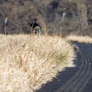 /attachments/trips/se-acerca-la-primavera/camino-asfaltado-rodeado-de-hierba-primavera-sendai_hu_491c3222848d5945.webp