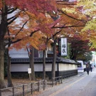 /attachments/trips/sendai-en-invierno/arboles-rojos-y-amarillos-en-invierno-japon_hu_78e83149f3300246.webp