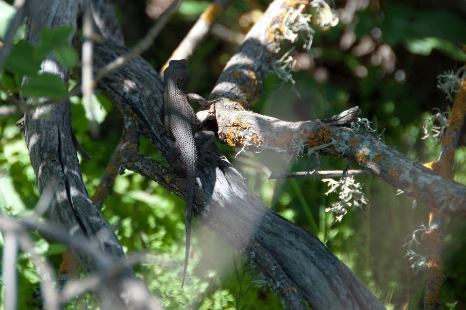 This is the closest we got to a real rattlesnake. It&rsquo;s also the closest we got to a mountain lion.