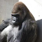 /attachments/trips/zoo/gorila-mirando-de-reojo_hu_f88921e8d51640c9.webp